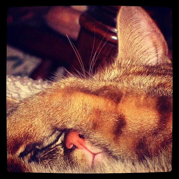 Cat Photograph - #sleeping #cats #catsofinstagram #tiger by Susan Neufeld
