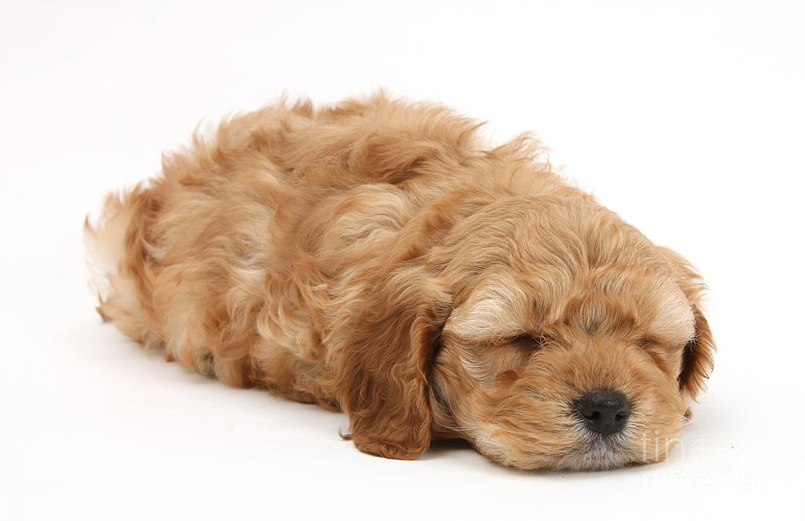 Sleeping Cockerpoo Puppy Photograph by Mark Taylor