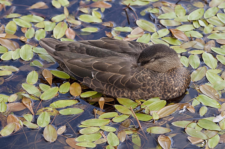Sleeping duck Photograph by Eunice Gibb
