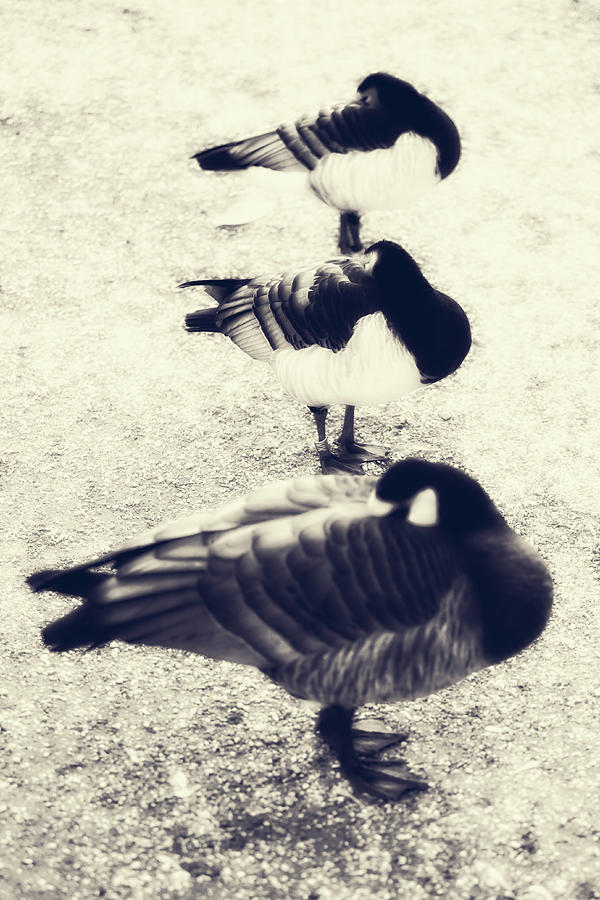 Bird Photograph - Sleeping Ducks by Joana Kruse