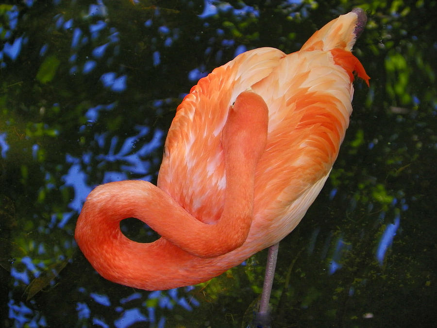 Sleeping Flamingo Photograph by Judy Wanamaker