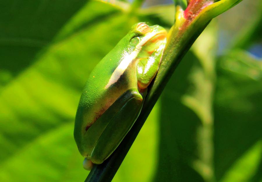 Sleeping Frog by Geary Barr