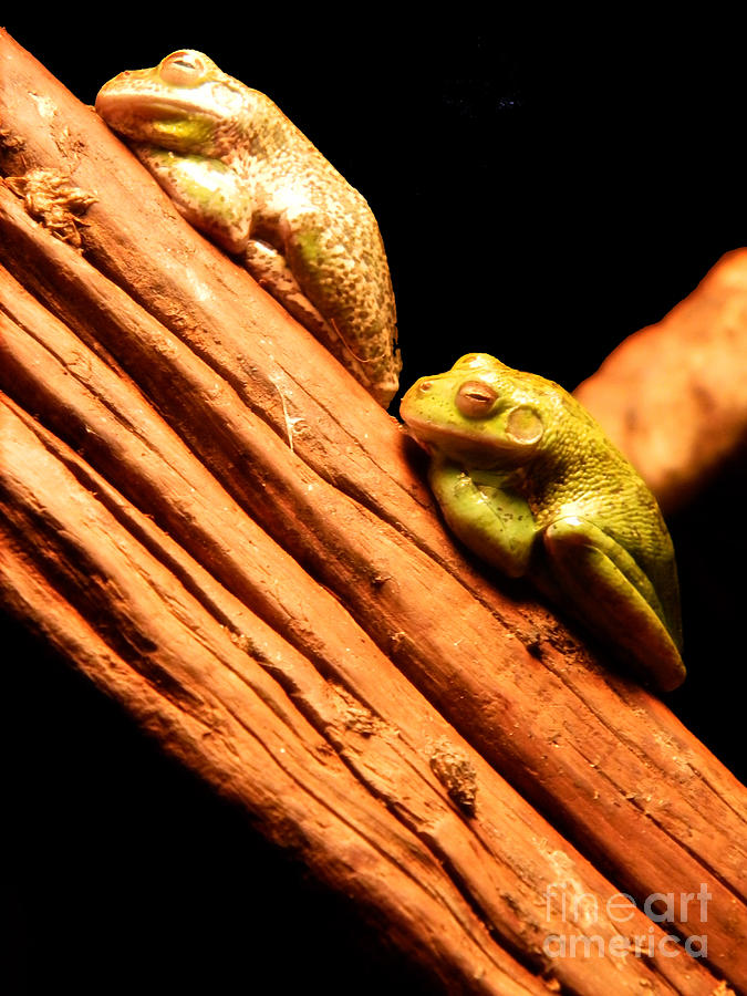 Nature Photograph - Sleeping Frogs by Cat Rondeau