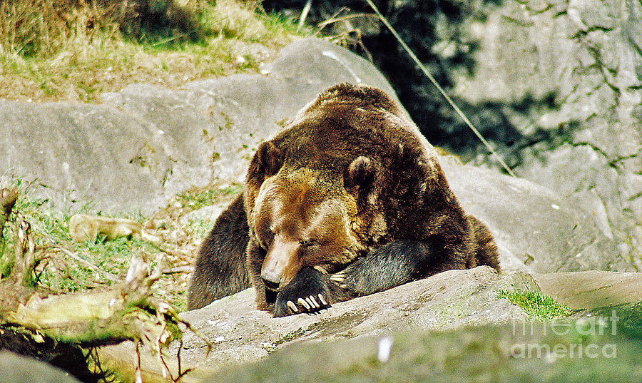 Sleeping Grizzly Photograph by Frank Larkin