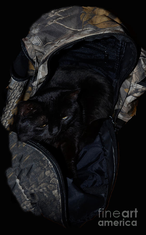 Sleeping In My Backpack  Photograph by Donna Brown