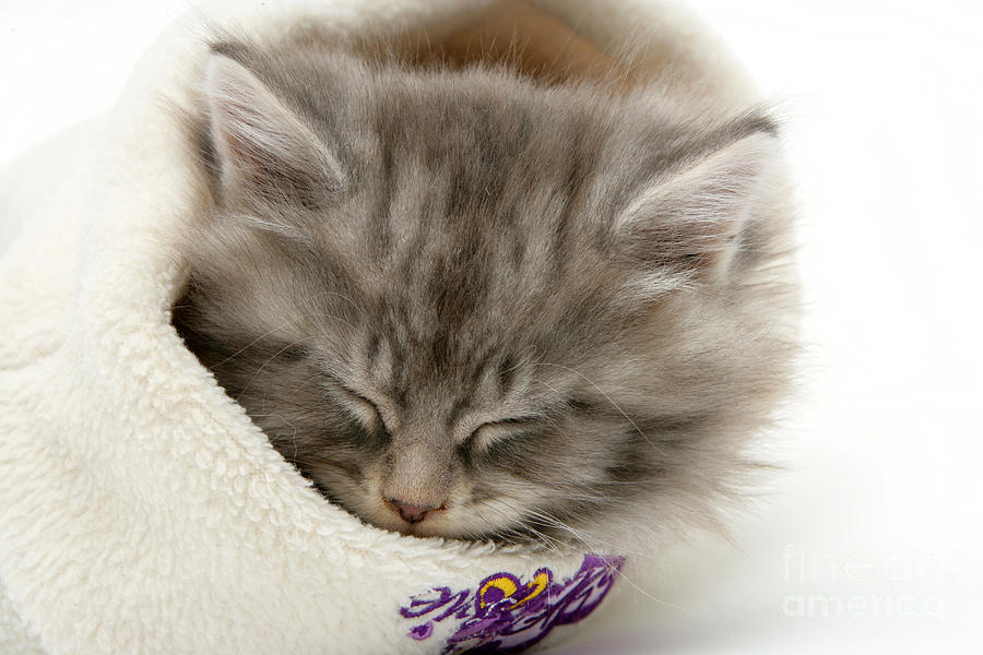 Sleeping Kitten  by Mark Taylor