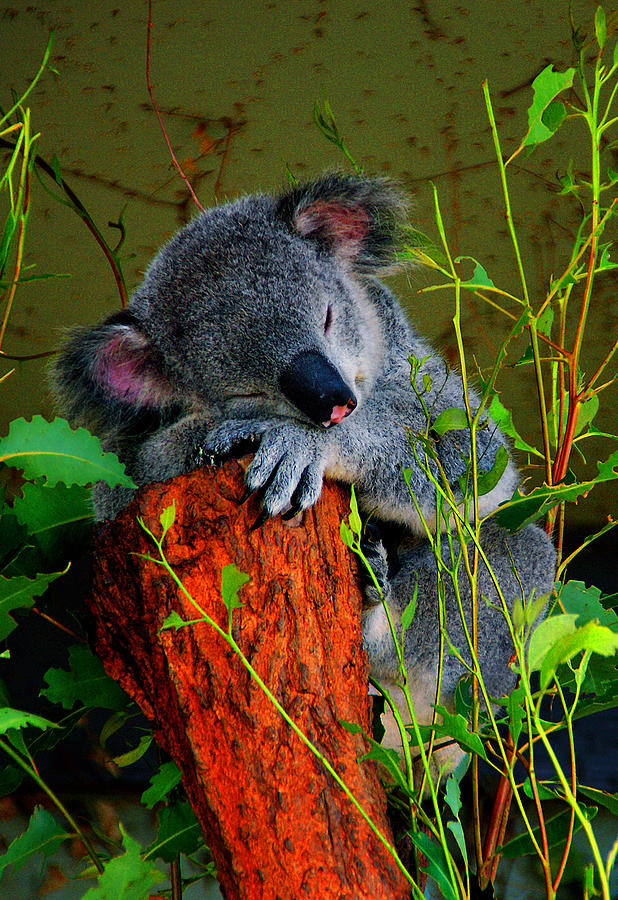 Sleeping Koala Photograph by Roberta Bragan Fine Art America