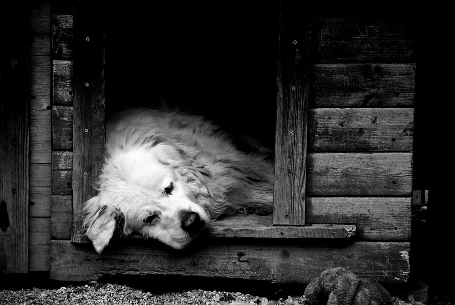 Dog Photograph - Sleeping by Laura Melis
