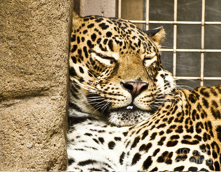 Sleeping Leopard Photograph by Frances Ann Hattier