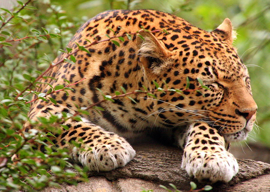 Sleeping Leopard Photograph by Laurel Talabere - Fine Art America