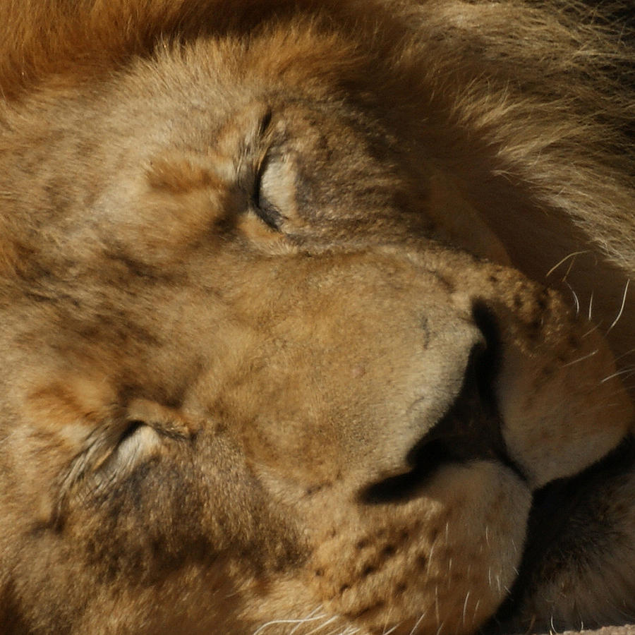 Sleeping Lion Photograph by Ernest Echols