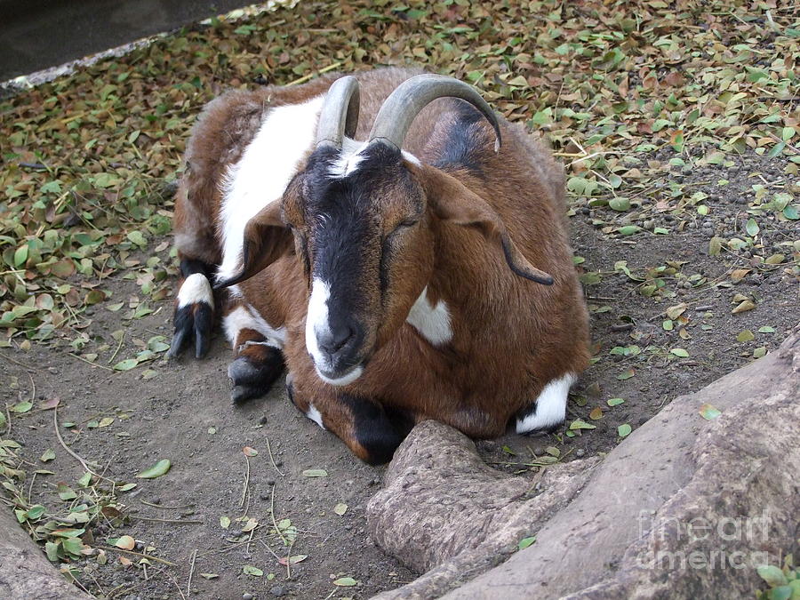 Sleeping Mountain Goat Photograph by Mary Deal Fine Art America