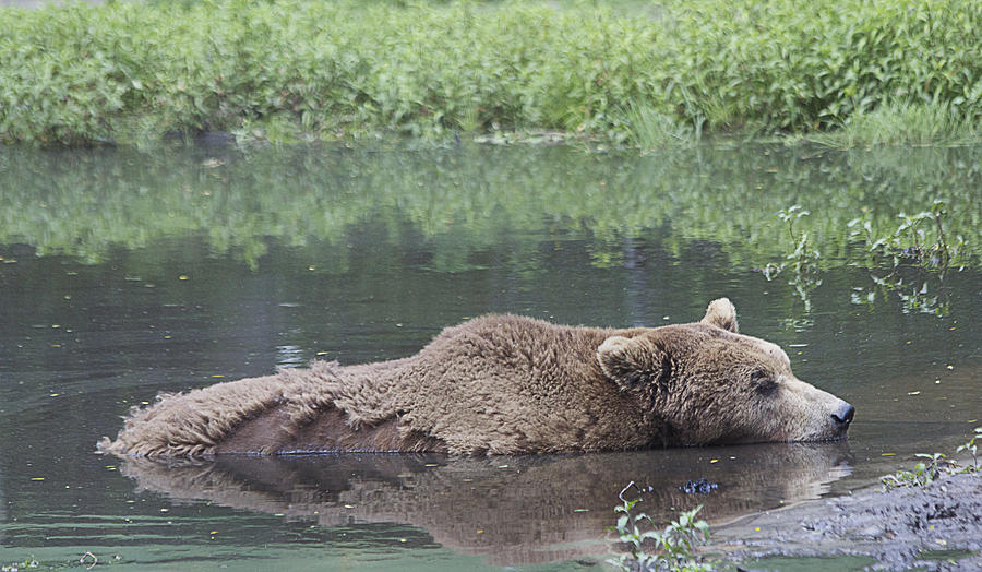 Brown Bear Photograph - Sleeping On The Water by Yosi Cupano
