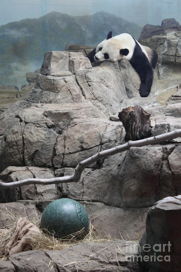 Panda Bear Photograph - Sleeping Panda by Stephanie Peters