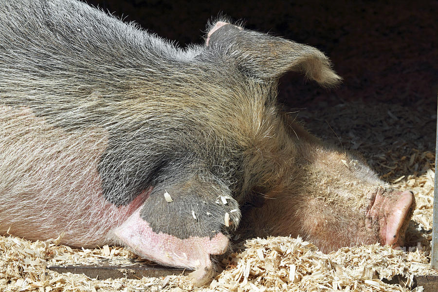 Sleeping Pig Photograph by John Van Decker