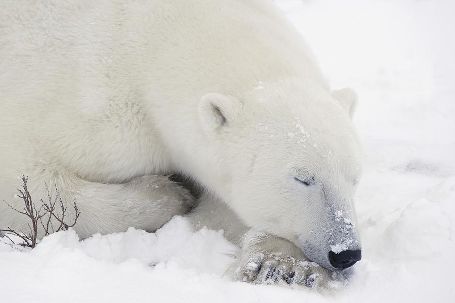 Animal Photograph - Sleeping Polar Bear by Richard Wear