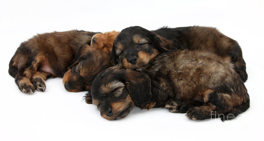 Sleeping Puppies Photograph by Mark Taylor