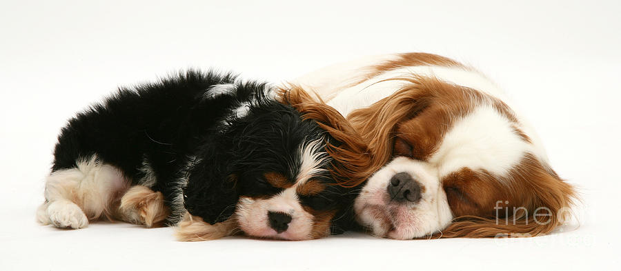 Sleeping Pups Photograph by Jane Burton
