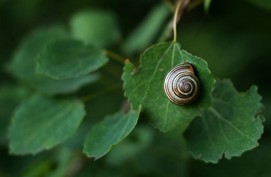 Sleeping Snail Photograph by Paul Prescott