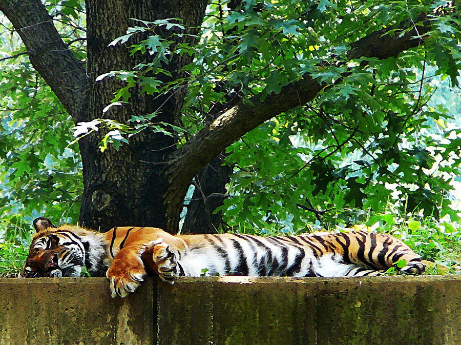 Sleeping Tiger Photograph by Susan Savad