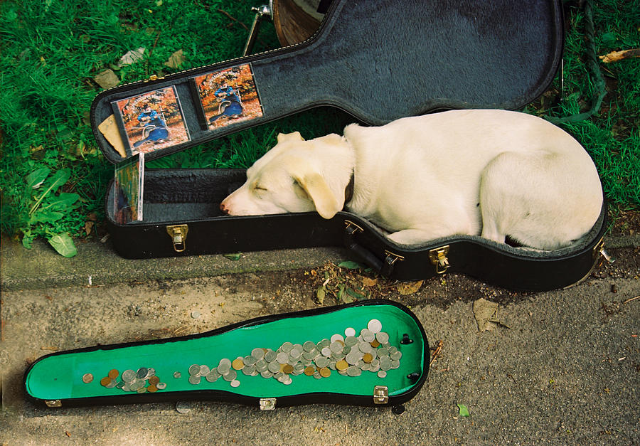 Music Dog Photograph by Claude Taylor