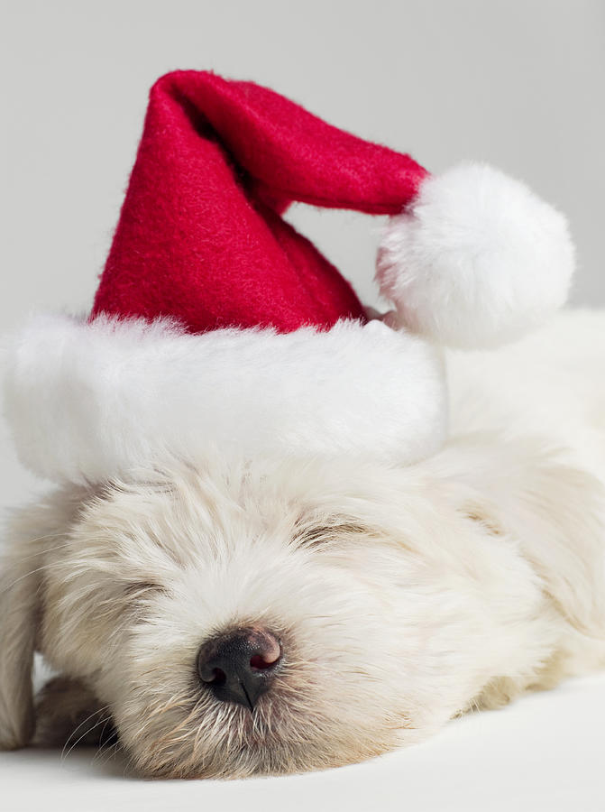 Sleeping West Highland Terrier Puppy Wearing Santa Hat, Close Up Photograph by Roger Wright