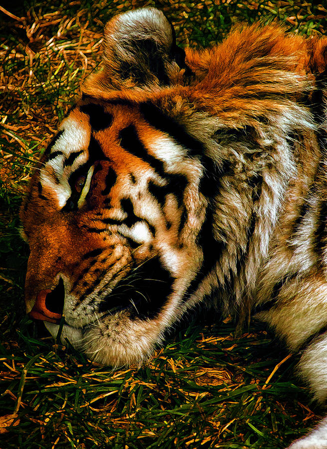 Tiger Photograph - Sleepy Amur Tiger by Bill and Linda Tiepelman