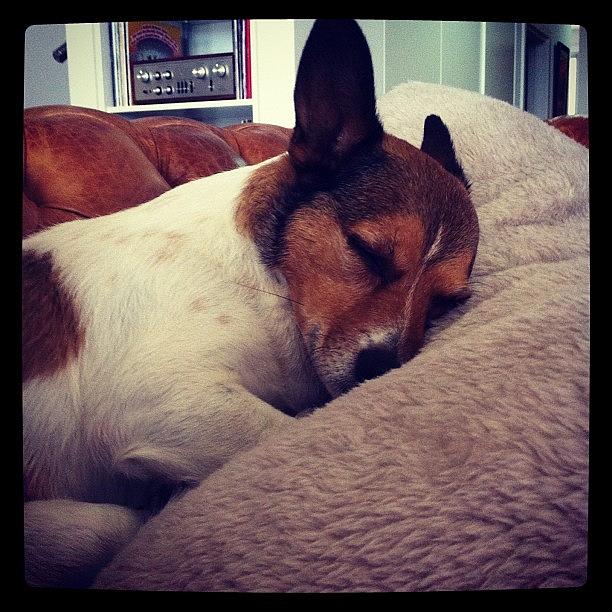 Dog Photograph - Sleepy Bear On A Blanket #puppy #dog by Emily Hames Dog Photograph - Sleepy Bear On A Blanket #puppy #dog by Emily Hames