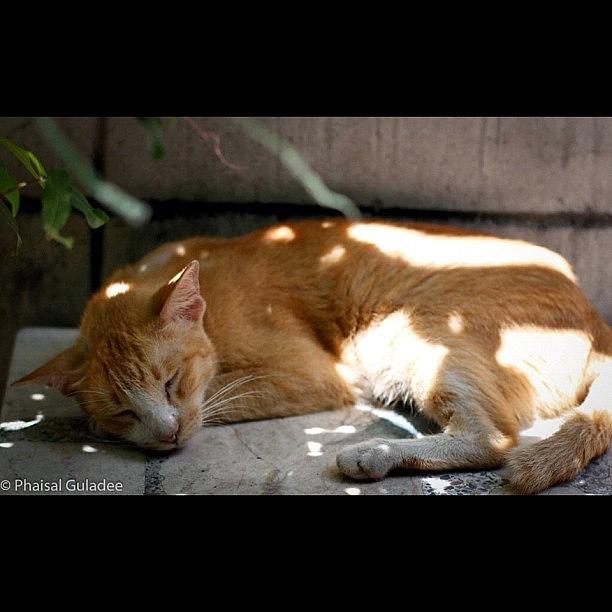 Cat Photograph - Sleepy Cat by Phaisal Guladee