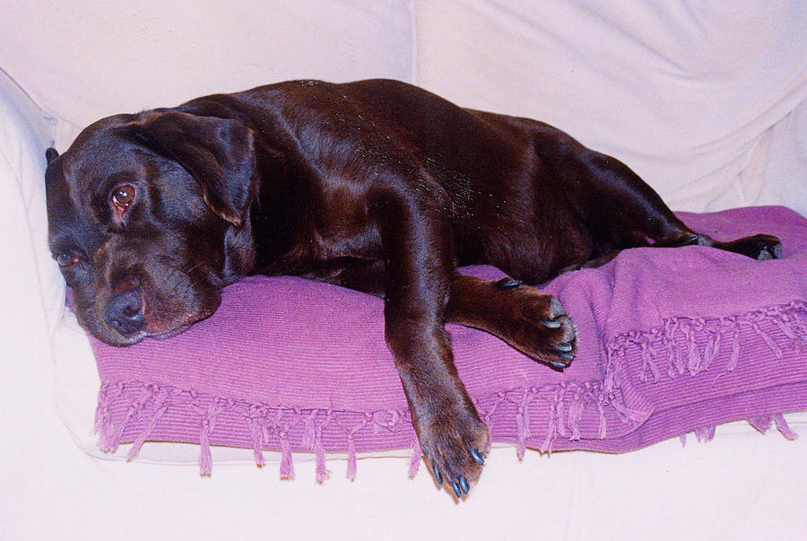 Sleepy Chocolate Labrador Hooch Photograph by Richard James Digance