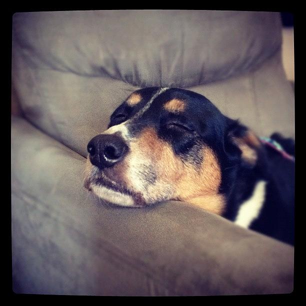 Swissy Photograph - #sleepy Dog Is Sleepy by Rob Murray
