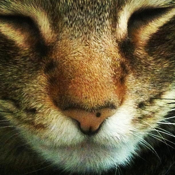 Cat Photograph - Sleepy Emmas Cute Tiny Nose Freckle by Shelley Randles
