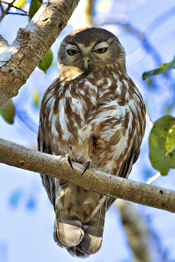 Sleepy Eyes Photograph by Douglas Barnard