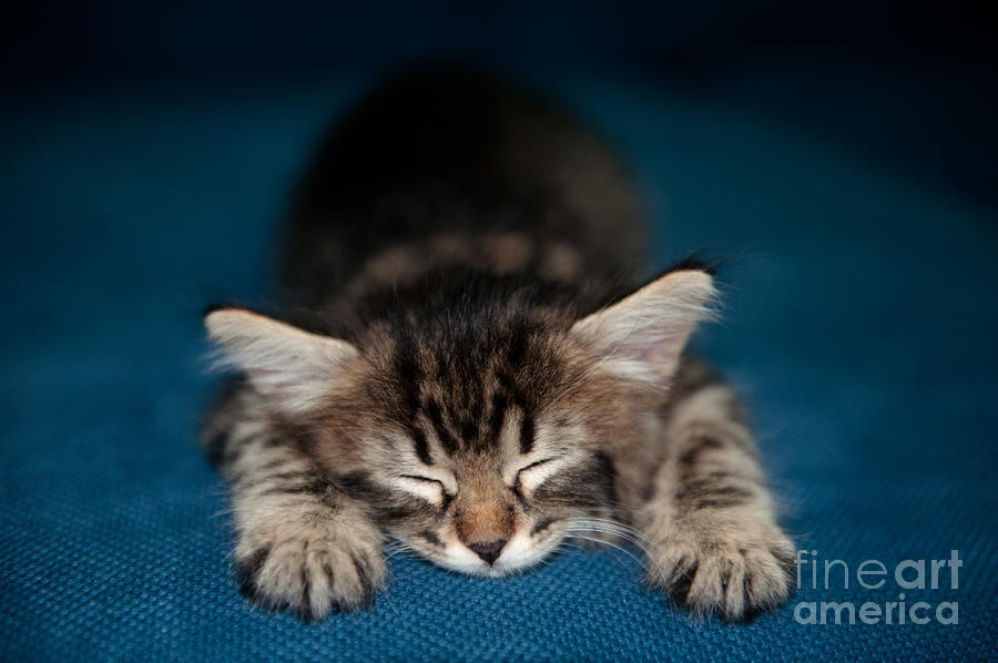 Cat Photograph - Sleepy Head by Hulya Ozkok