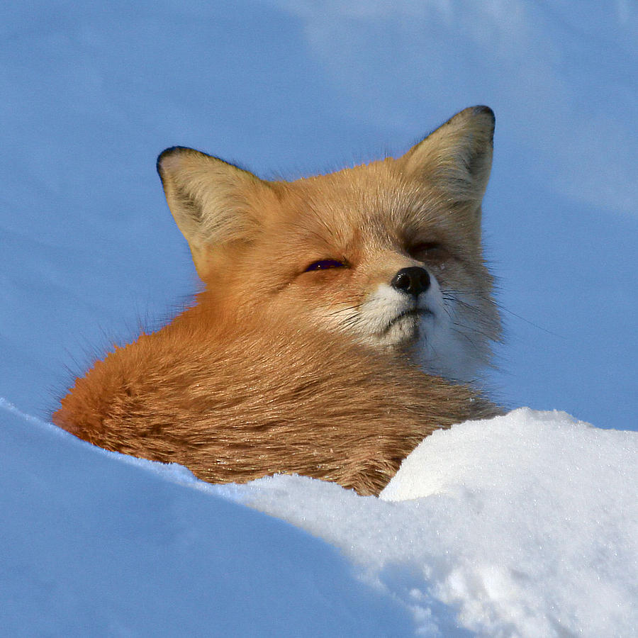 Sleepy in the snow Photograph by Doris Potter