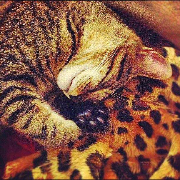 Cat Photograph - Sleepy Kitty by Seth Tours