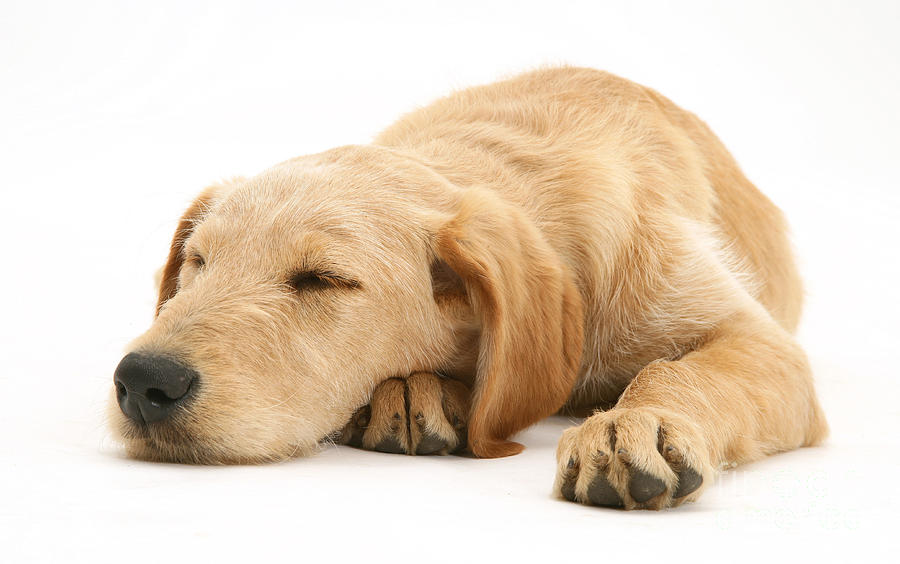 Sleepy Labradoodle Puppy Photograph by Jane Burton