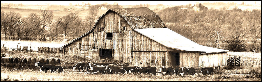 Sleepy Ole Barn Calls Cattle Photograph by Randall Branham