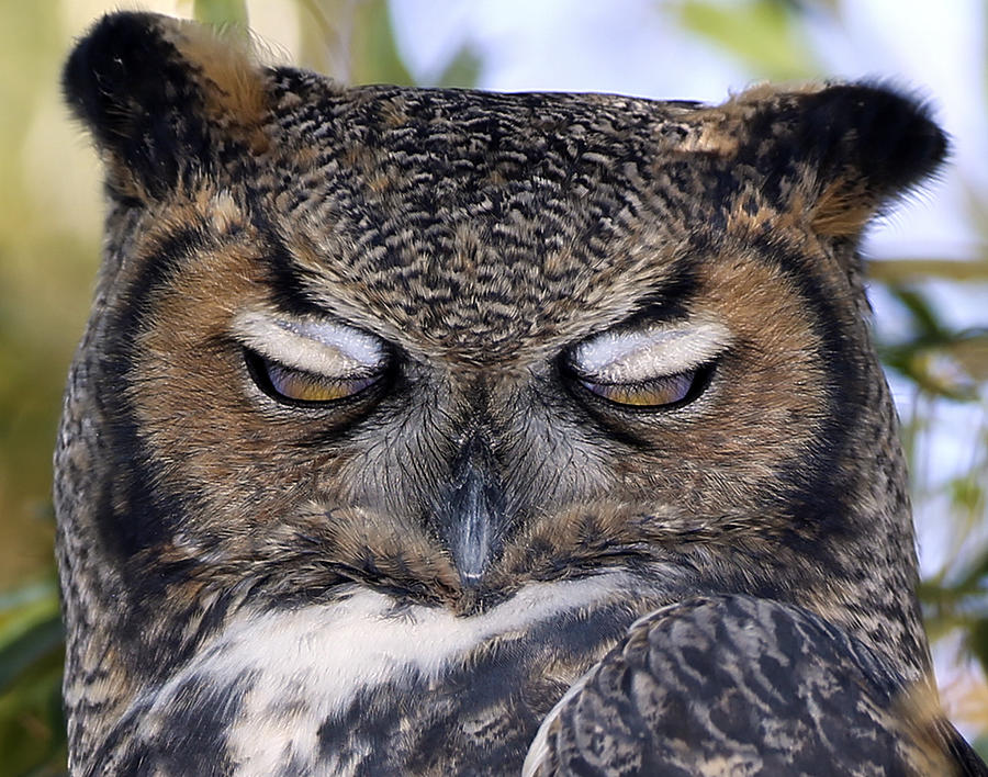 Sleepy owl Photograph by John T Humphrey