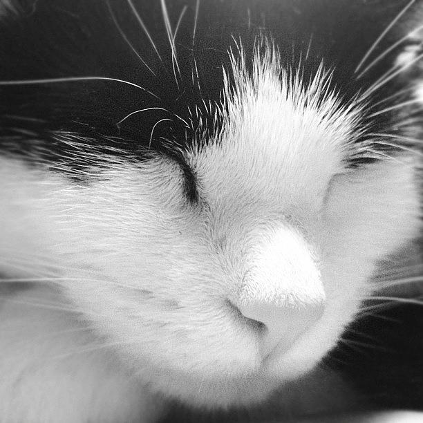 Cat Photograph - Sleepy by Rachel Williams