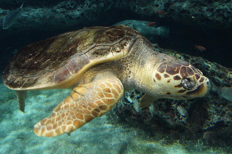 Sleepy Sea Turtle Photograph by Leanna Rosato - Fine Art America