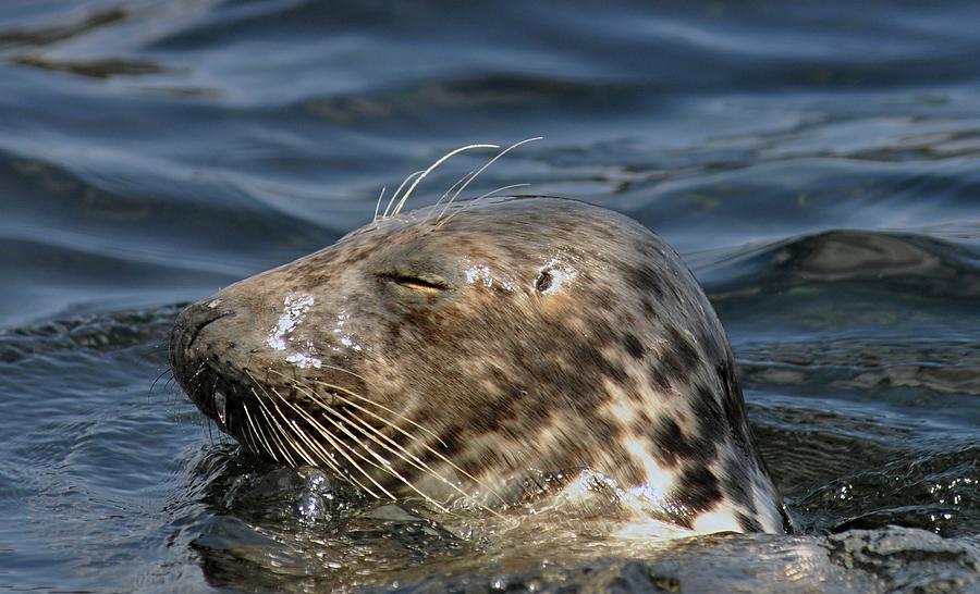 chonky sleepy seal