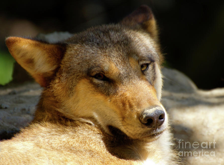 Sleepy Wolf Photograph by Charles Lupica