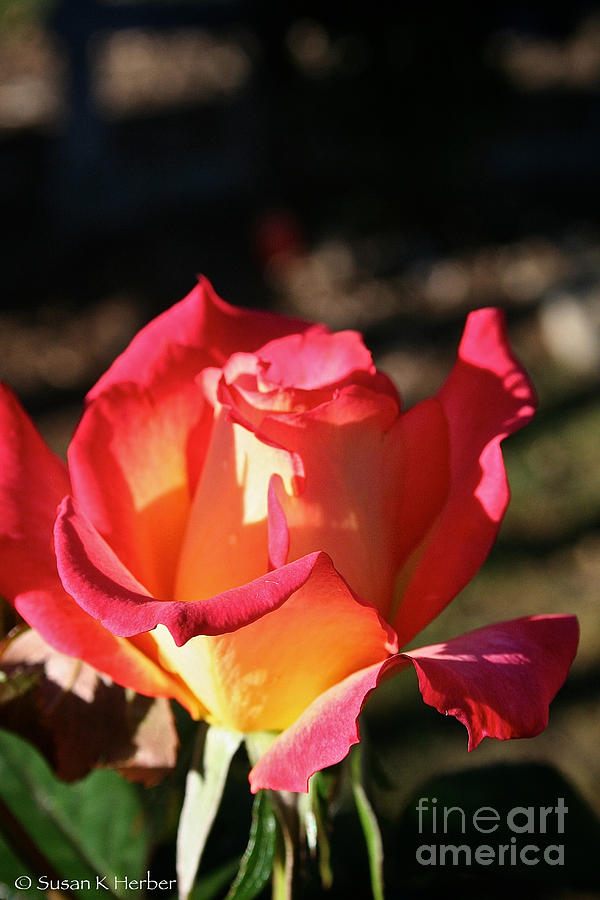 Slender Rose Photograph by Susan Herber - Fine Art America