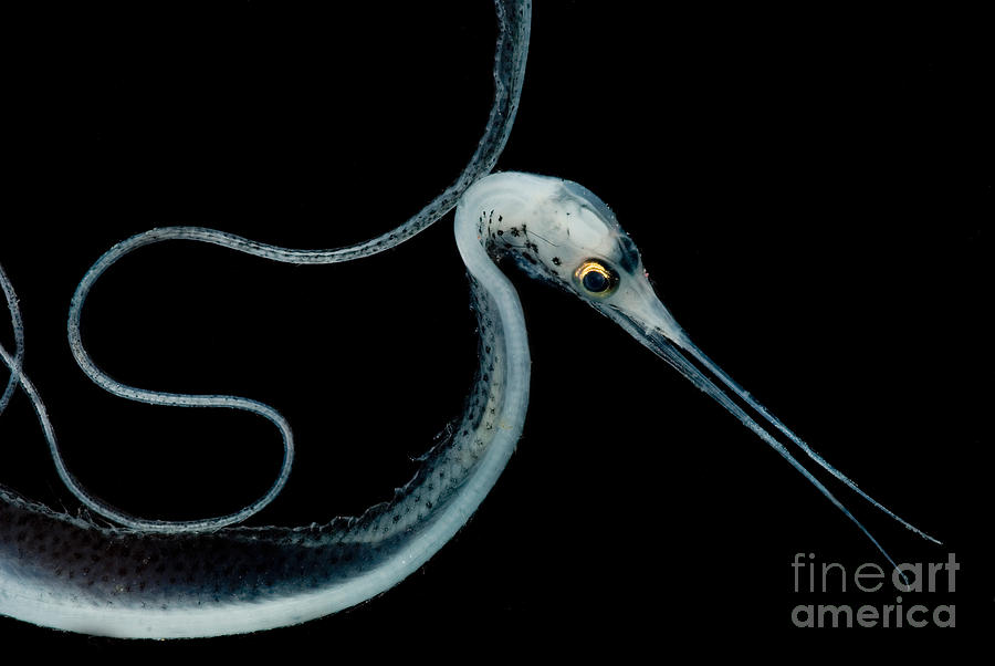 Slender Snipe Eel Photograph by Dante Fenolio