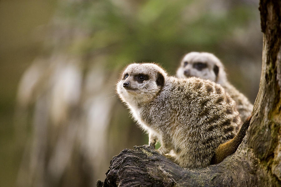 Wildlife Photograph - Slender-tailed Meerkats by Power And Syred