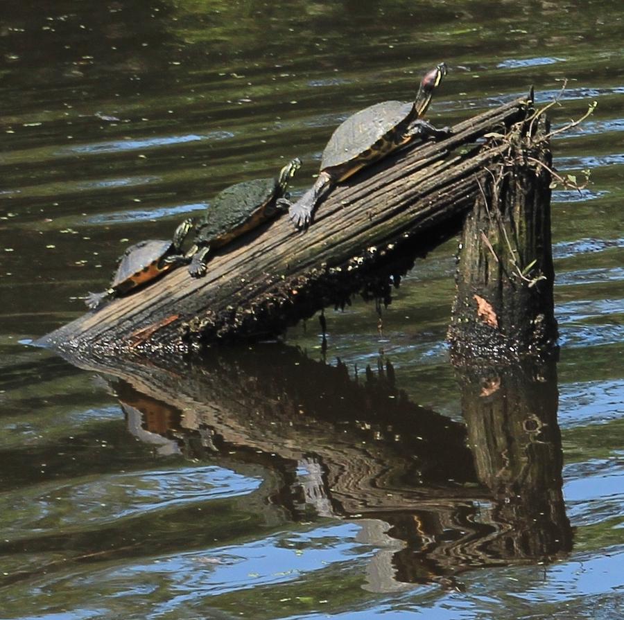 Turtle Photograph - Slider Trio by David Schmerer