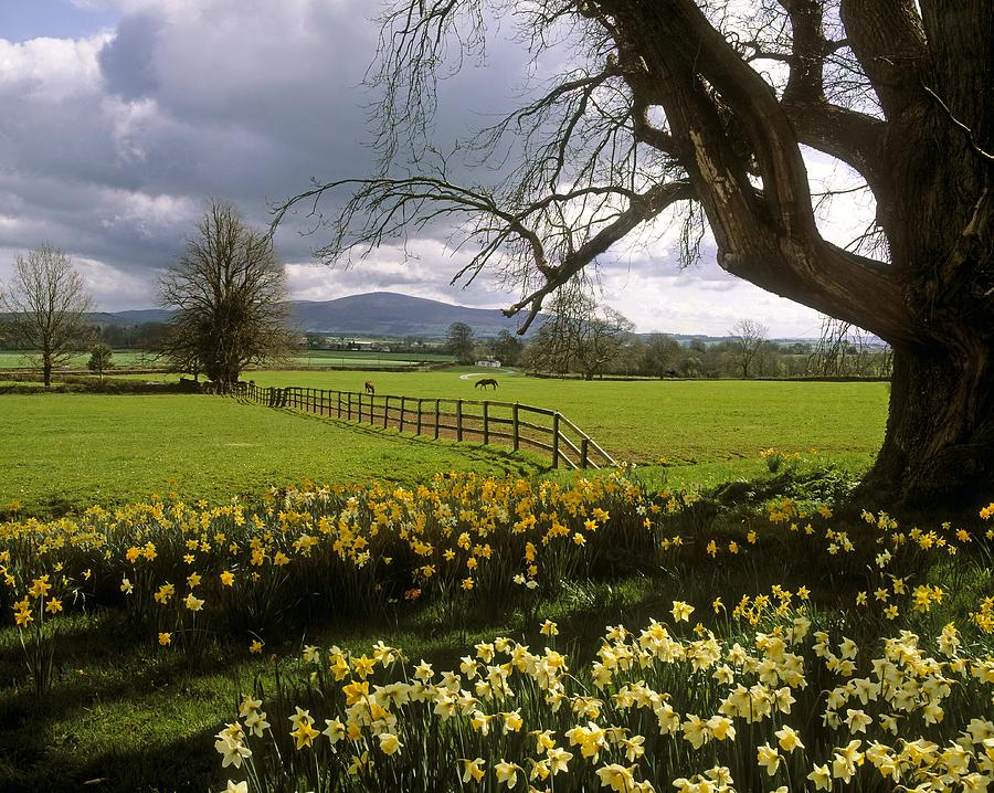 Flower Photograph - Slievenamon, Ardsallagh, Co Tipperary by The Irish Image Collection 