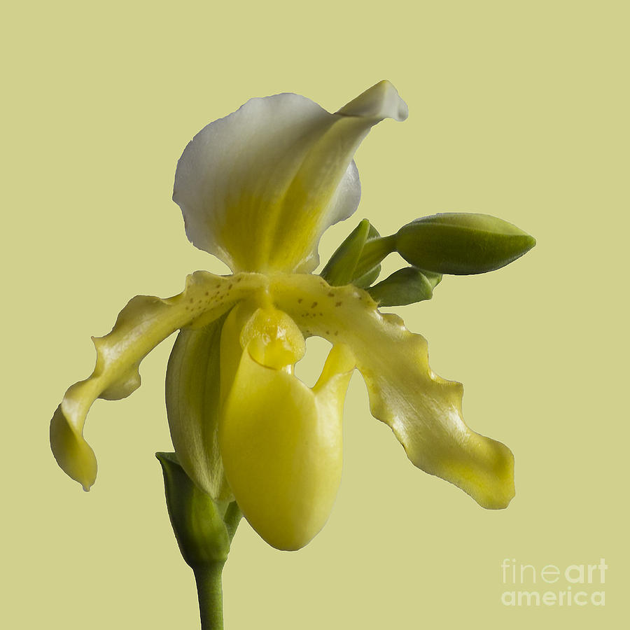 Slipper Orchid Photograph by Heiko Koehrer-Wagner