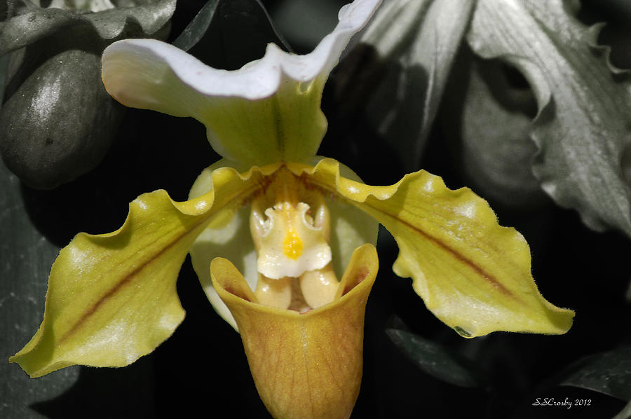 Slipper Orchid Photograph by Susan Stevens Crosby